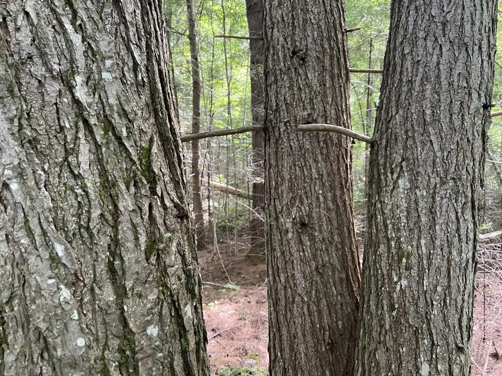 0 Fall Brook Road Wheelock VT 05851-000