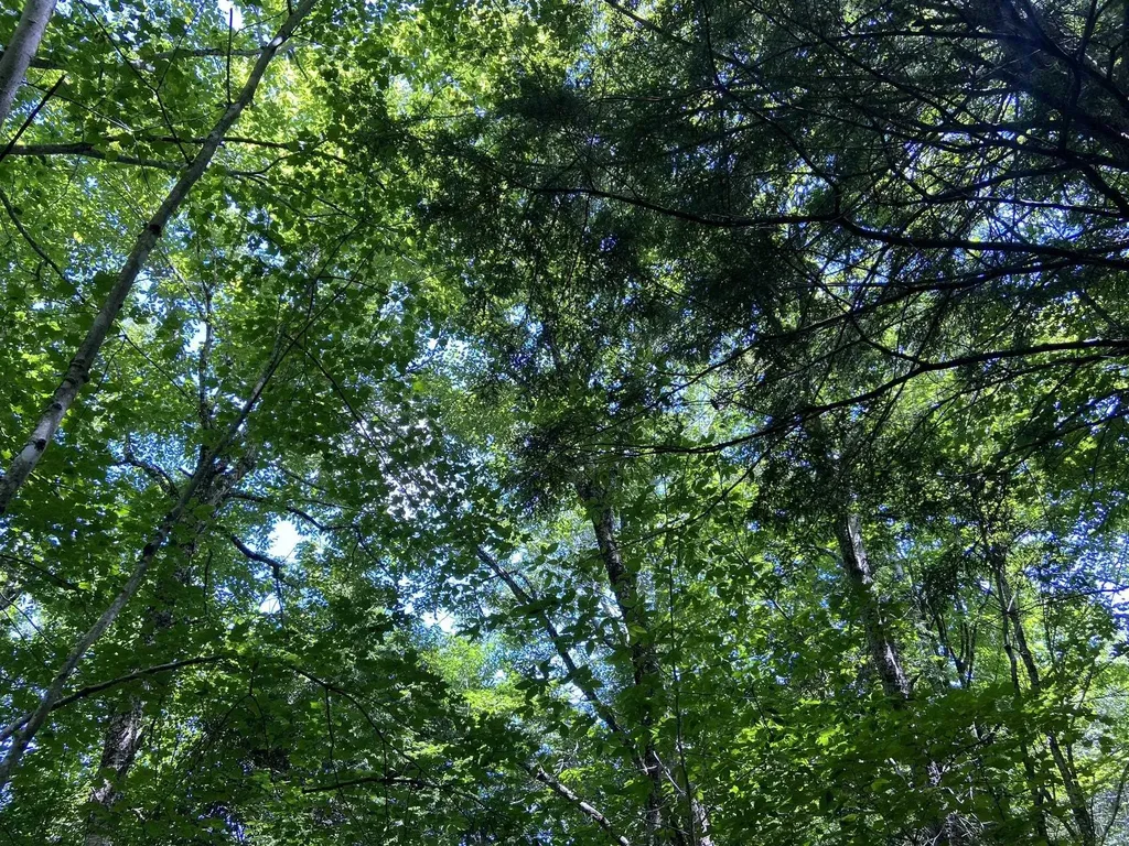 0 Fall Brook Road Wheelock VT 05851-000