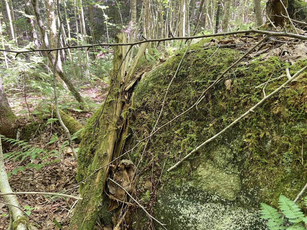 0 Fall Brook Road Wheelock VT 05851-000