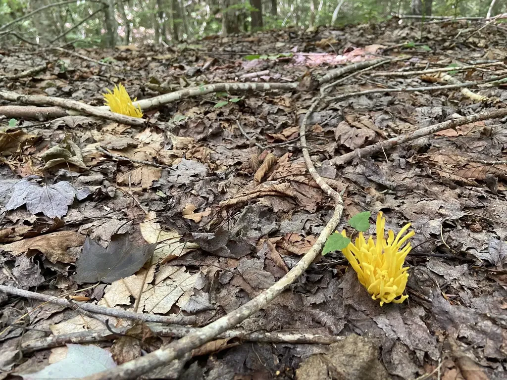 0 Fall Brook Road Wheelock VT 05851-000