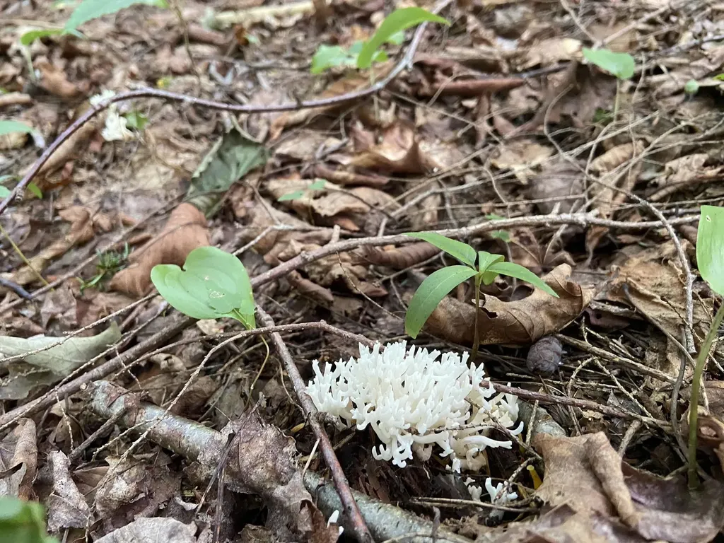 0 Fall Brook Road Wheelock VT 05851-000