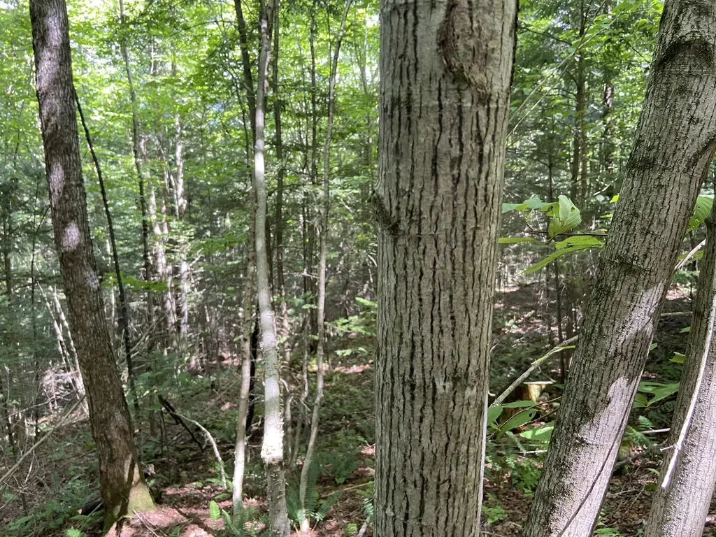 0 Fall Brook Road Wheelock VT 05851-000