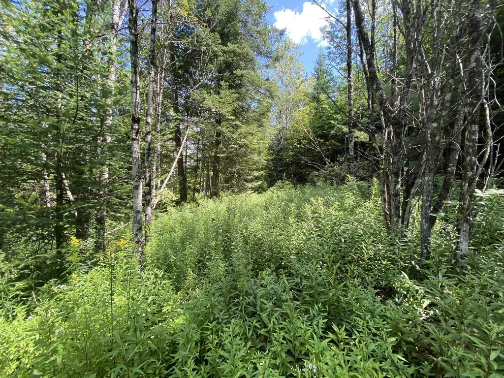 0 Fall Brook Road Wheelock VT 05851-000