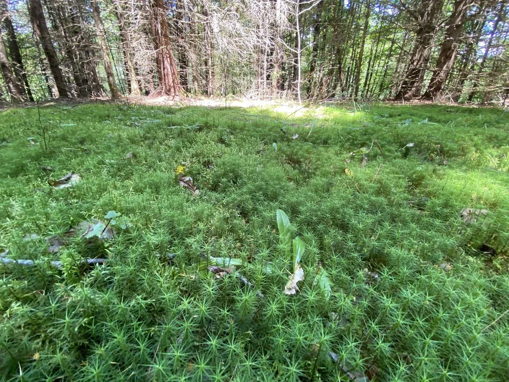 0 Fall Brook Road Wheelock VT 05851-000