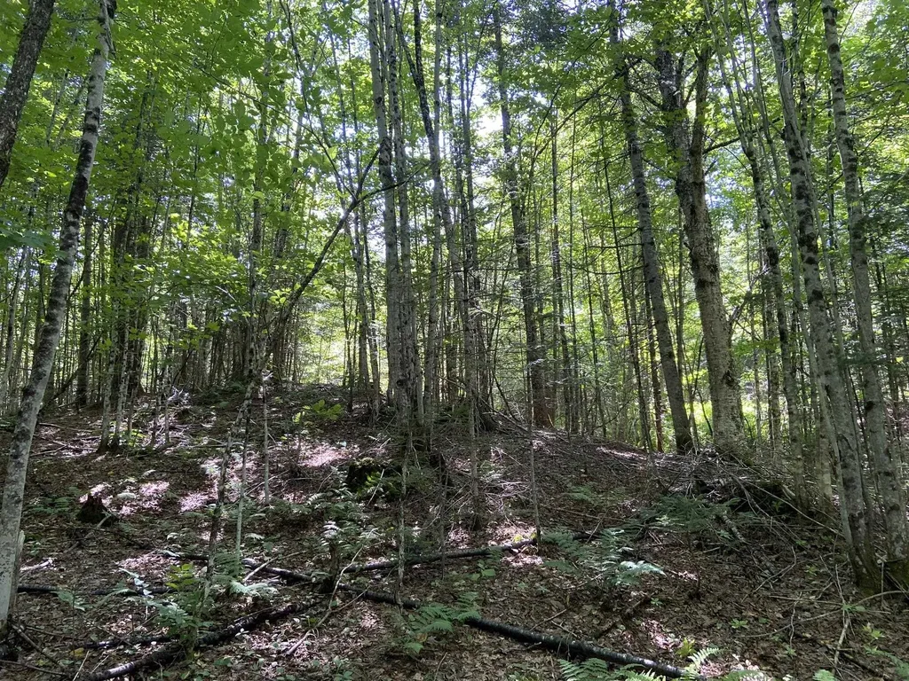 0 Fall Brook Road Wheelock VT 05851-000