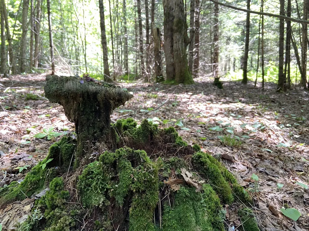 0 Fall Brook Road Wheelock VT 05851-000