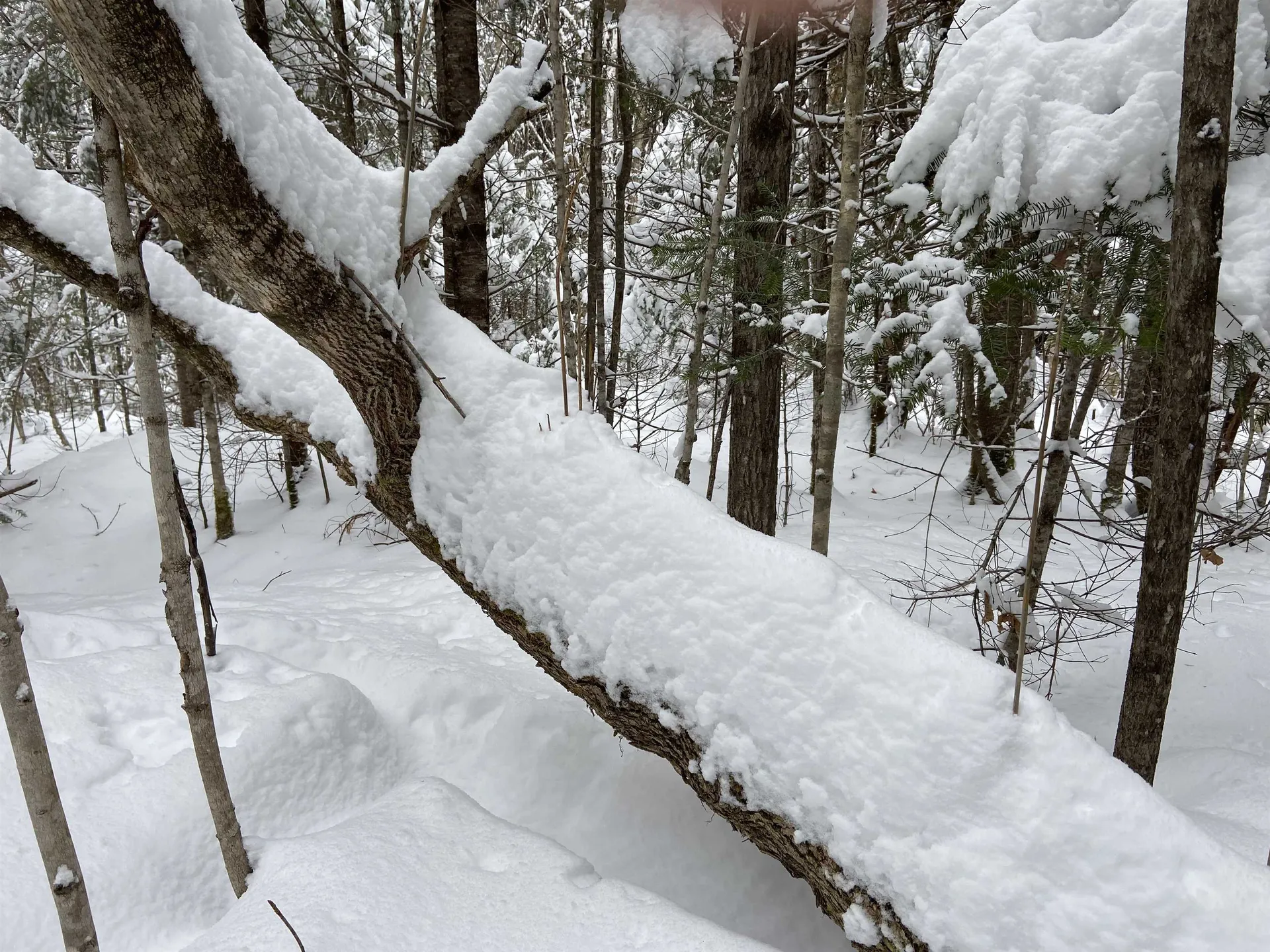 0 Fall Brook Road Wheelock VT 05851-000