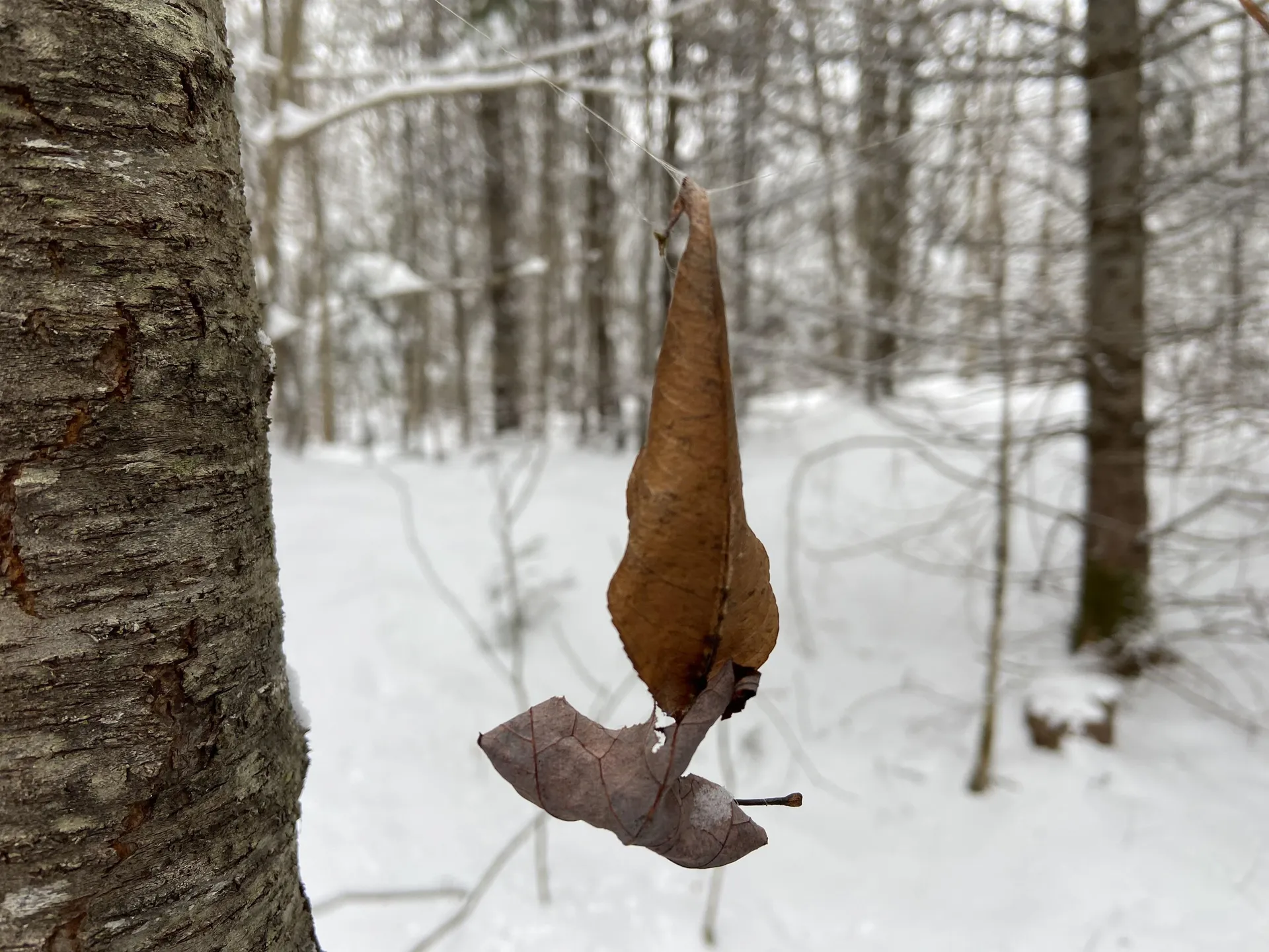 0 Fall Brook Road Wheelock VT 05851-000