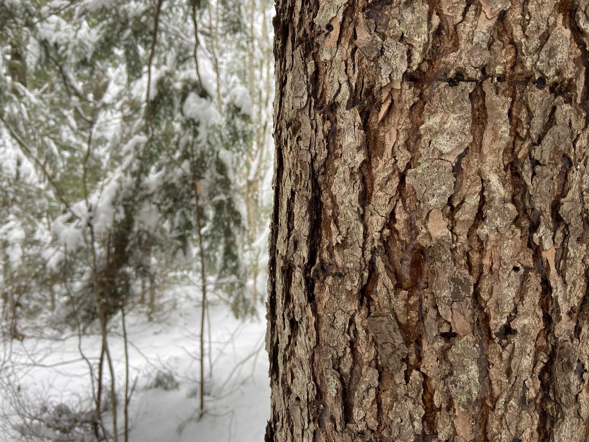 0 Fall Brook Road Wheelock VT 05851-000