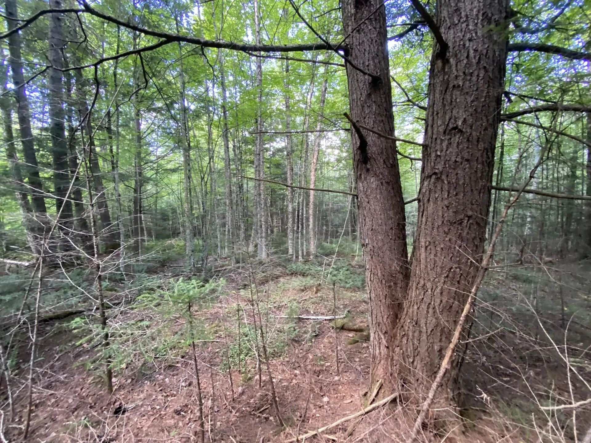 0 Fall Brook Road Wheelock VT 05851-000