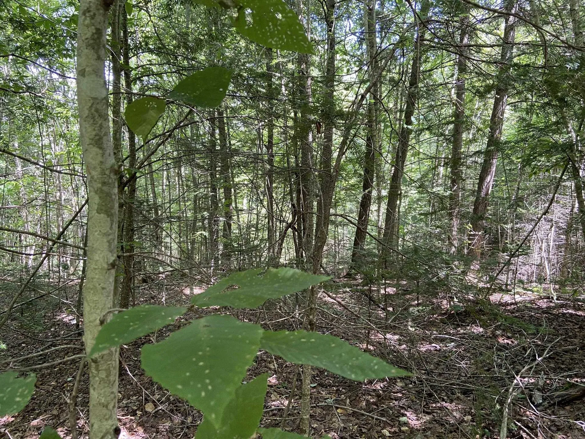 0 Fall Brook Road Wheelock VT 05851-000