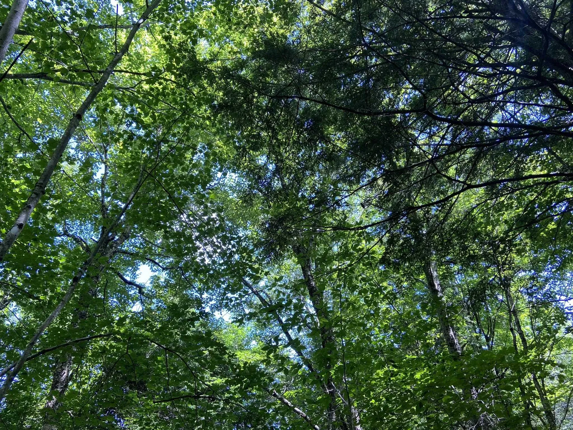 0 Fall Brook Road Wheelock VT 05851-000