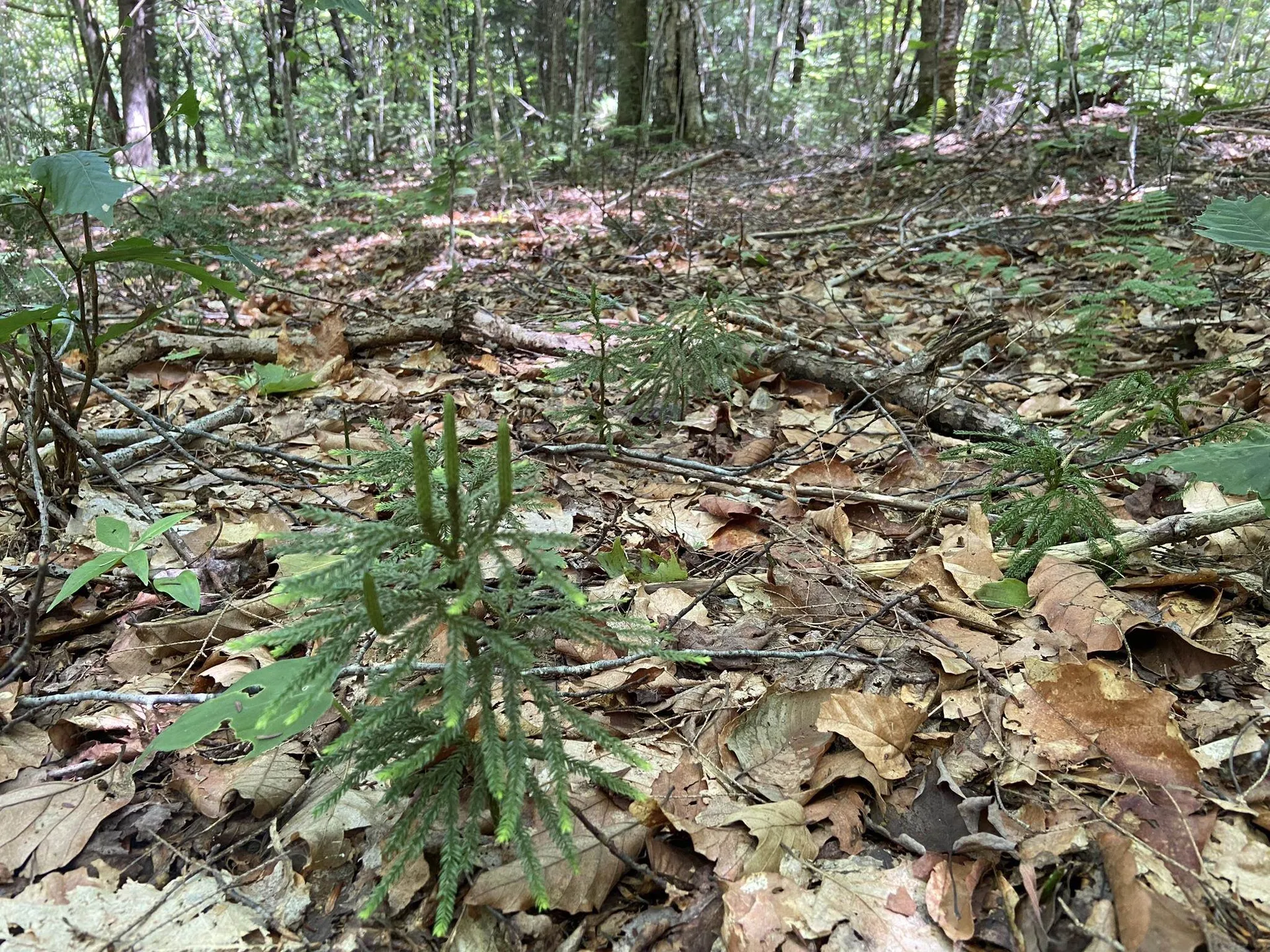 0 Fall Brook Road Wheelock VT 05851-000