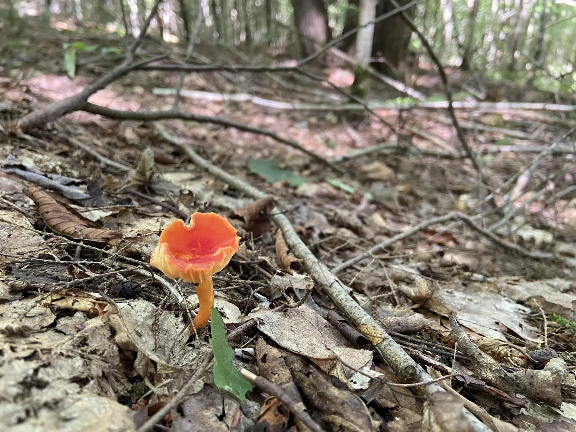 0 Fall Brook Road Wheelock VT 05851-000