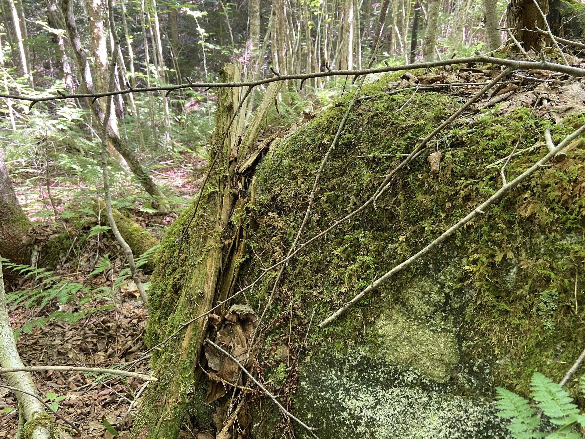 0 Fall Brook Road Wheelock VT 05851-000