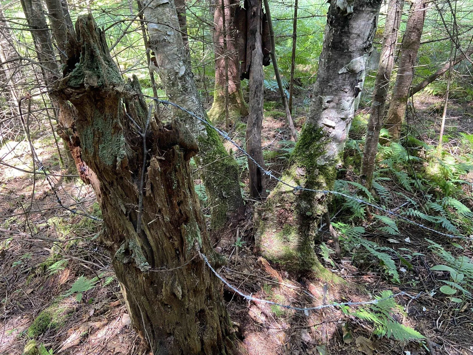 0 Fall Brook Road Wheelock VT 05851-000