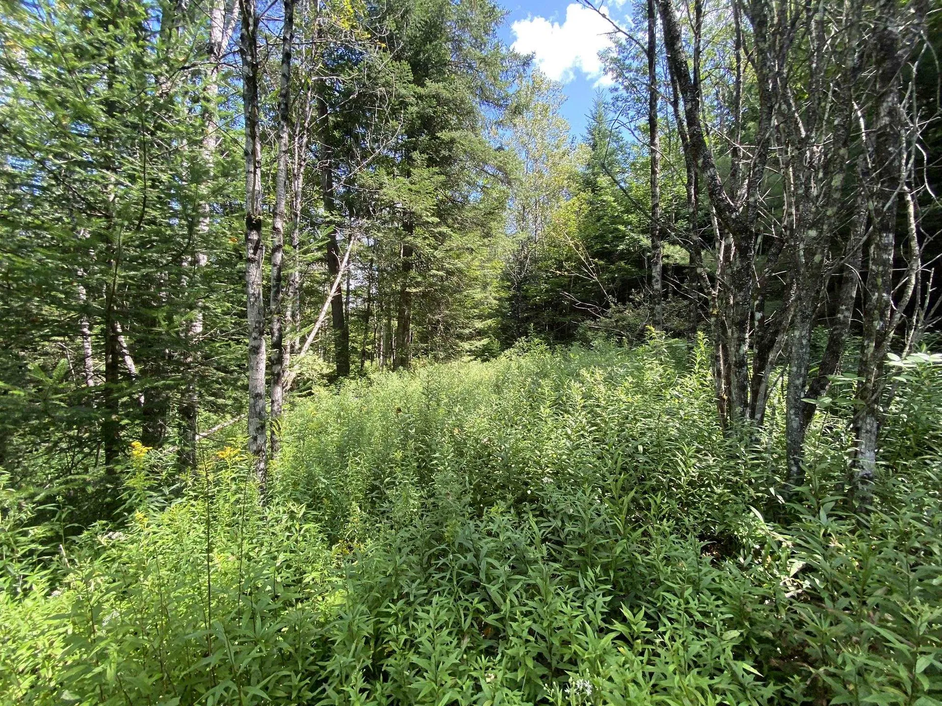 0 Fall Brook Road Wheelock VT 05851-000