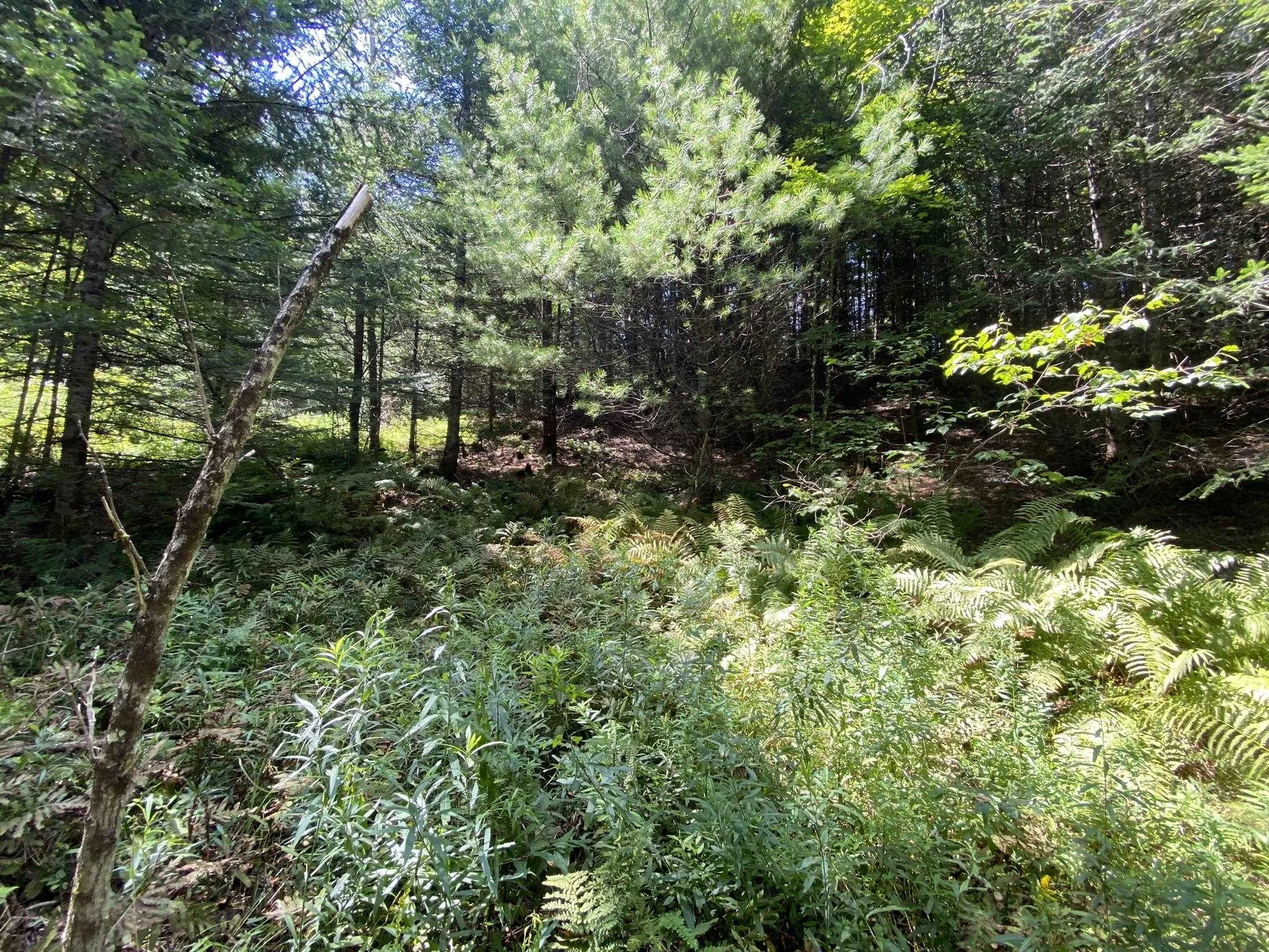 0 Fall Brook Road Wheelock VT 05851-000