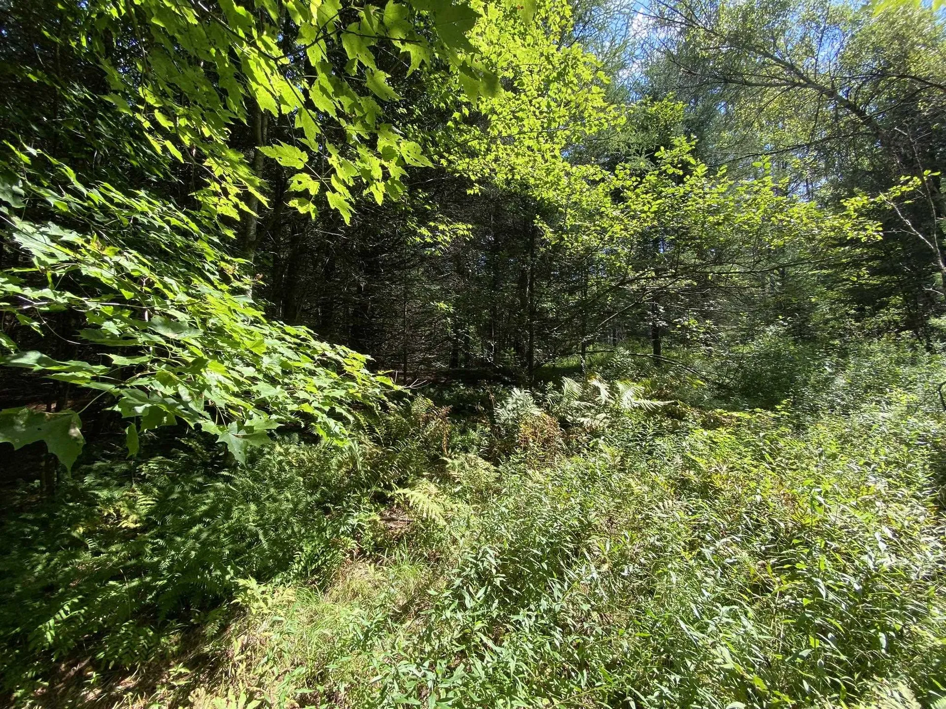 0 Fall Brook Road Wheelock VT 05851-000