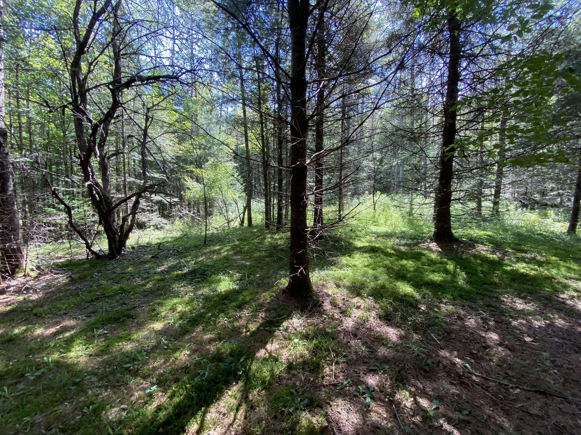 0 Fall Brook Road Wheelock VT 05851-000