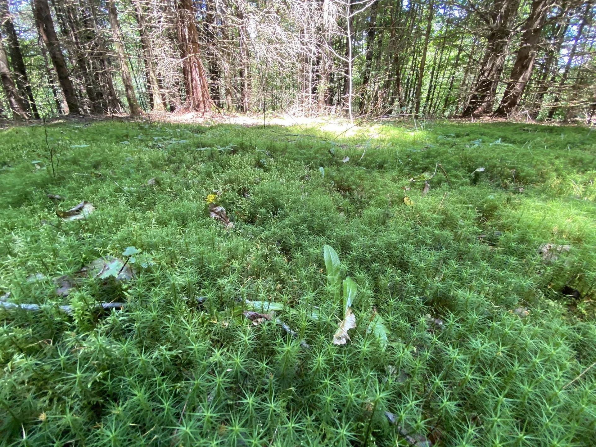 0 Fall Brook Road Wheelock VT 05851-000