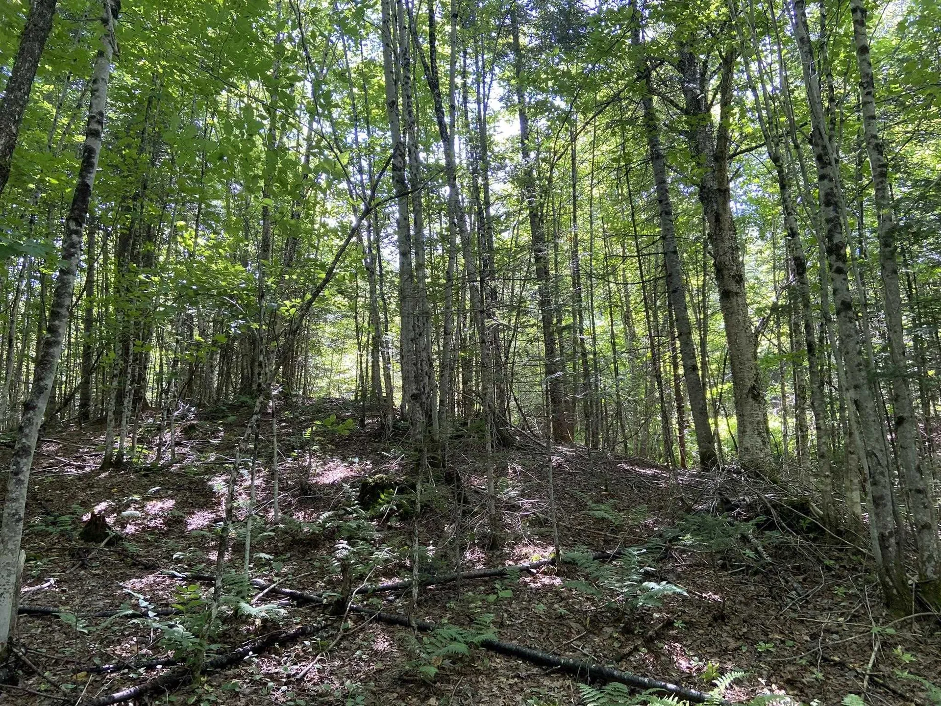 0 Fall Brook Road Wheelock VT 05851-000