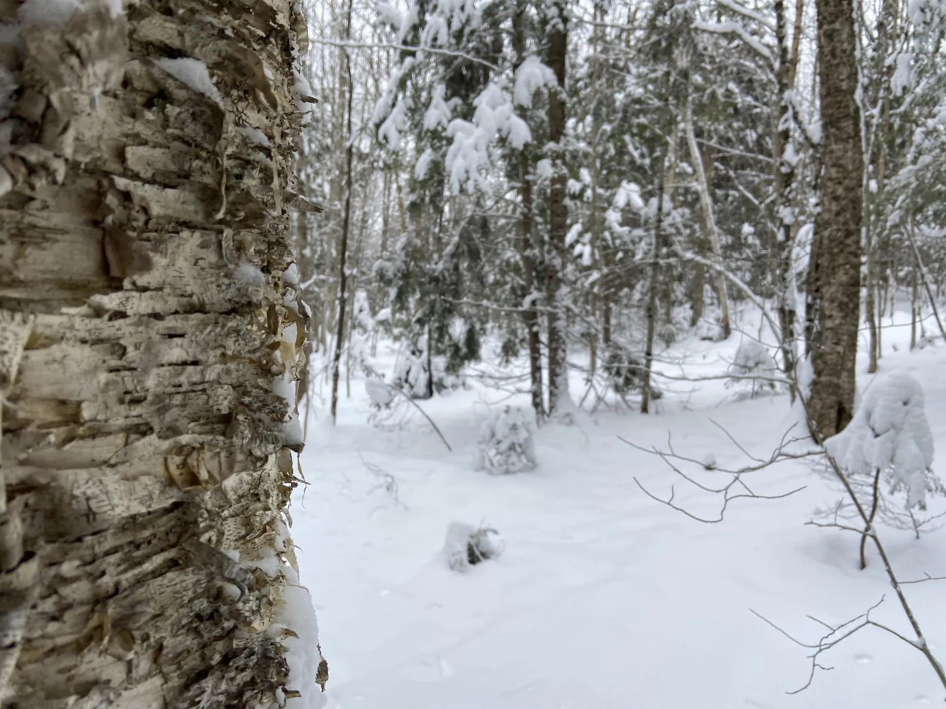 0 Fall Brook Road Wheelock VT 05851-000