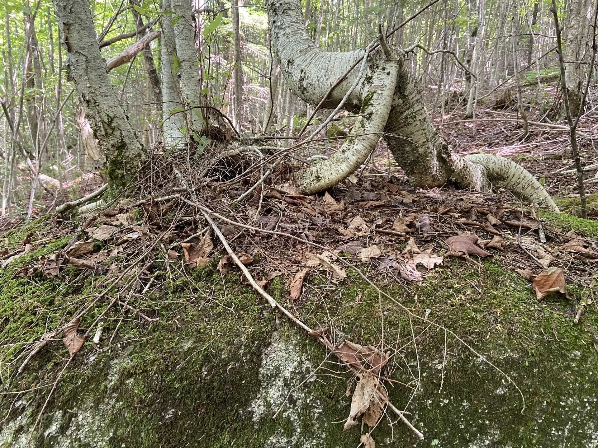 0 Fall Brook Road Wheelock VT 05851-000