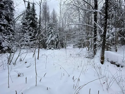 0 Fall Brook Road Wheelock VT 05851-000