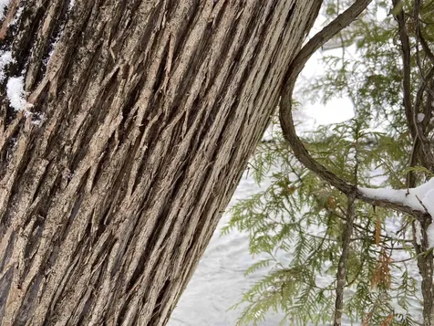 0 Fall Brook Road Wheelock VT 05851-000