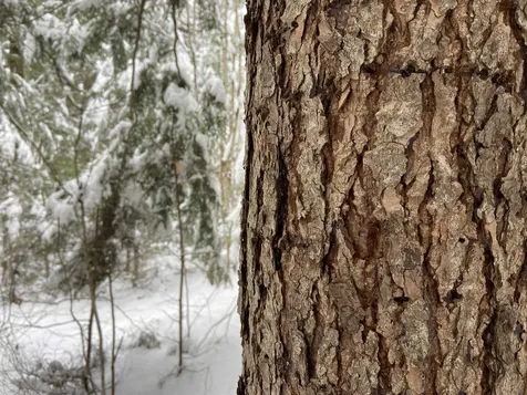 0 Fall Brook Road Wheelock VT 05851-000