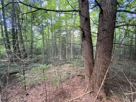 0 Fall Brook Road Wheelock VT 05851-000