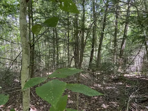 0 Fall Brook Road Wheelock VT 05851-000