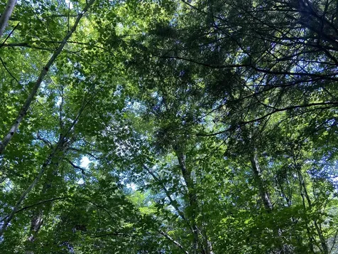 0 Fall Brook Road Wheelock VT 05851-000