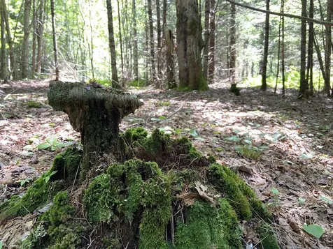 0 Fall Brook Road Wheelock VT 05851-000