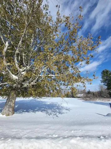 000 Mountain View Road Whitefield NH 03598