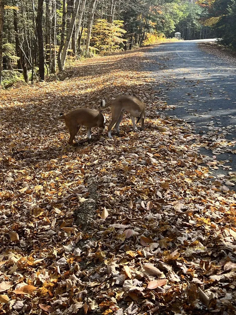 Lot 2 Laurel Lane Wilmot NH 03287