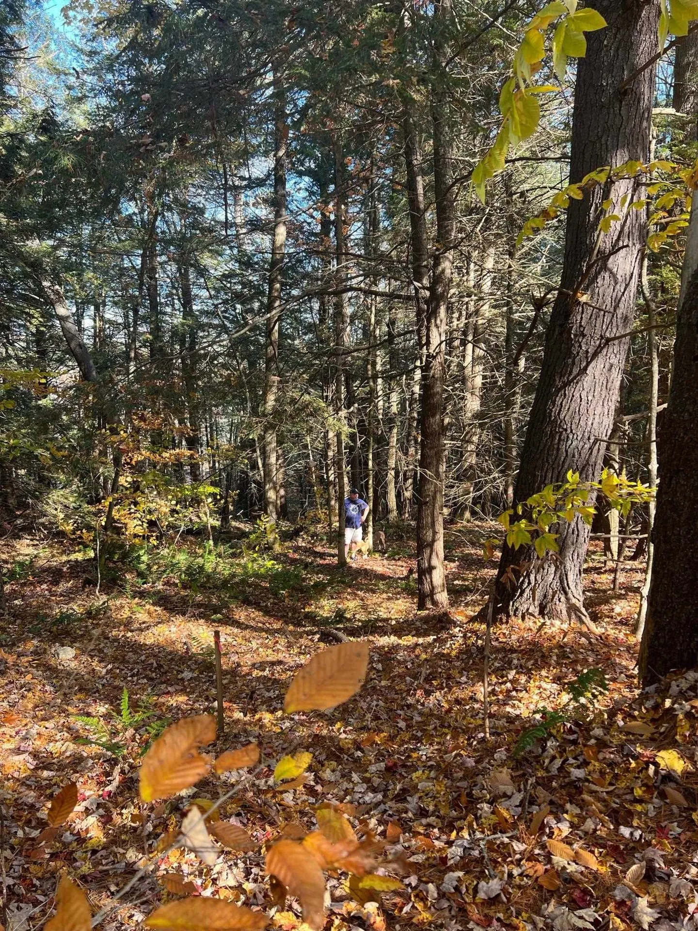 Lot 2 Laurel Lane Wilmot NH 03287