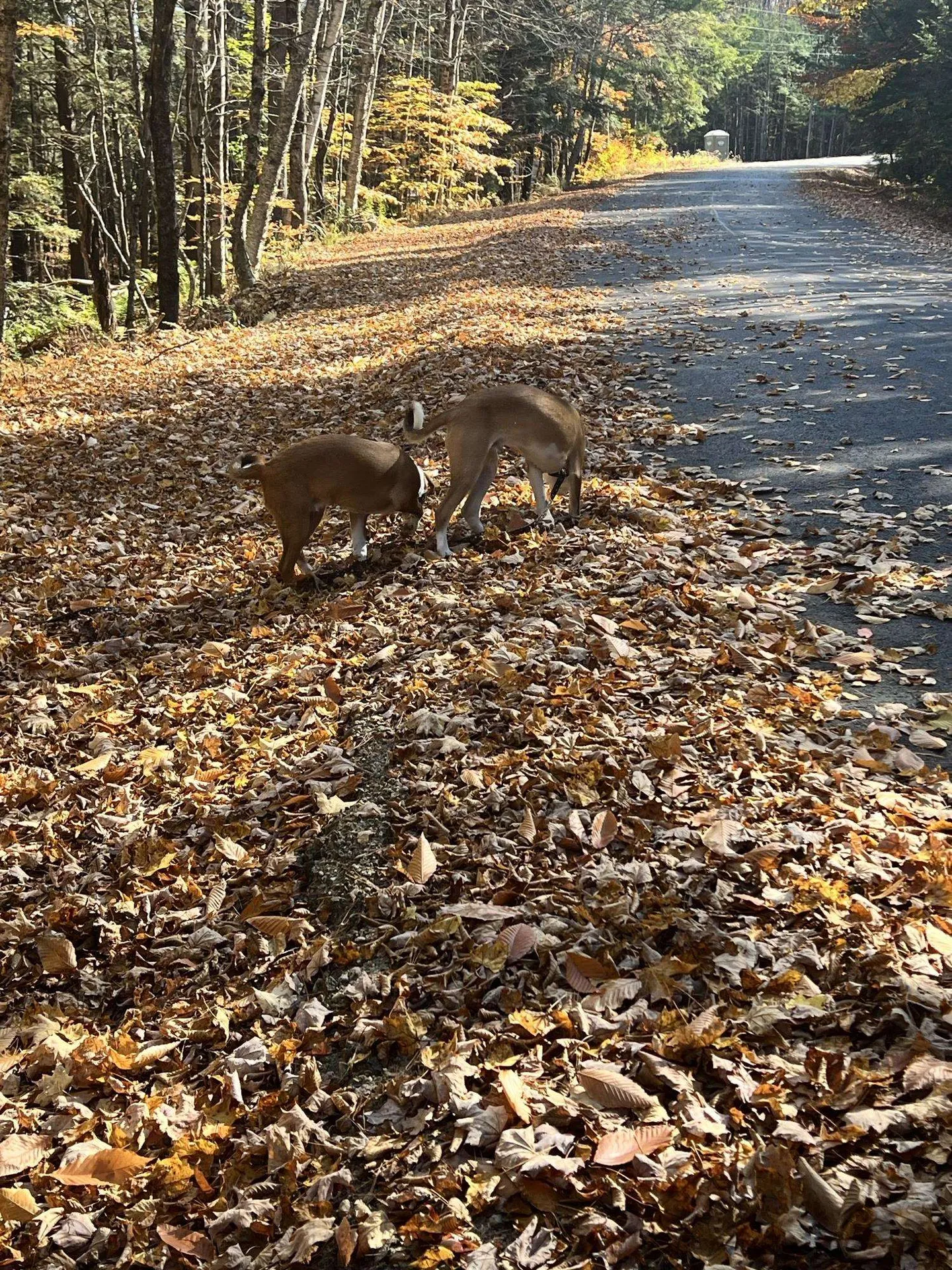 Lot 2 Laurel Lane Wilmot NH 03287