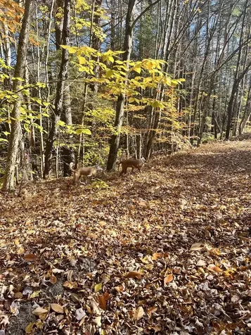 Lot 2 Laurel Lane Wilmot NH 03287