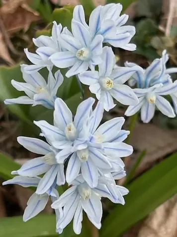 73 Pauls Square East Montpelier VT 05651