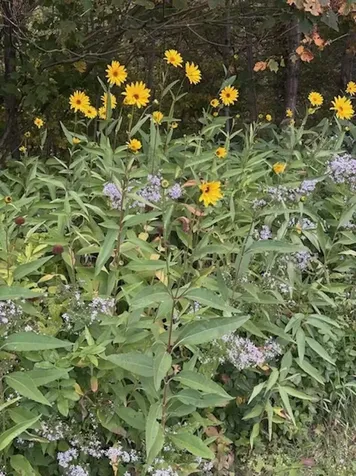 73 Pauls Square East Montpelier VT 05651