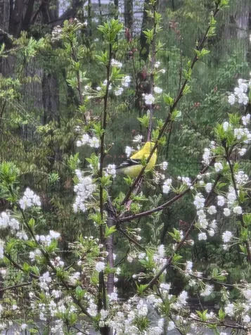 123 Warren Street Laconia NH 03246