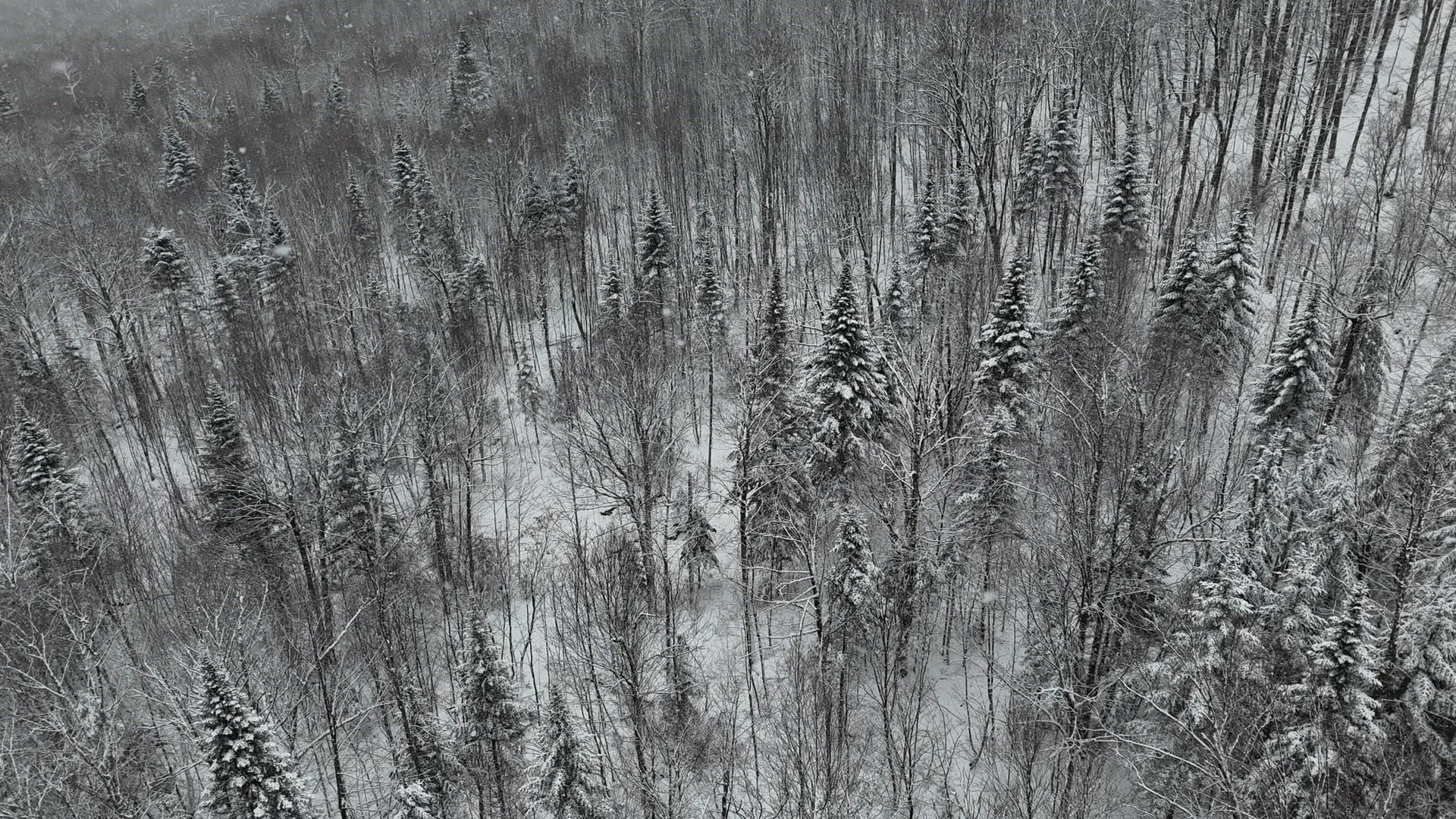 1433 Stannard Mountain Road Wheelock VT 05851