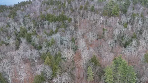 00 Route 100 Jamaica VT 05343