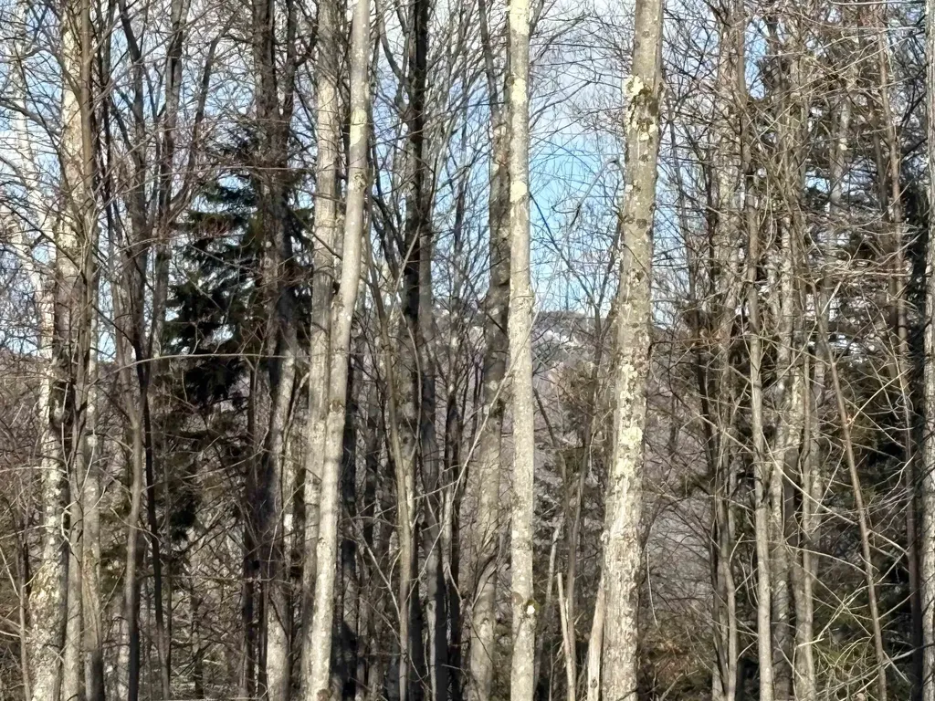 103 Bear Hill Road West Ludlow VT 05149