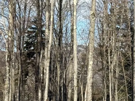 103 Bear Hill Road West Ludlow VT 05149