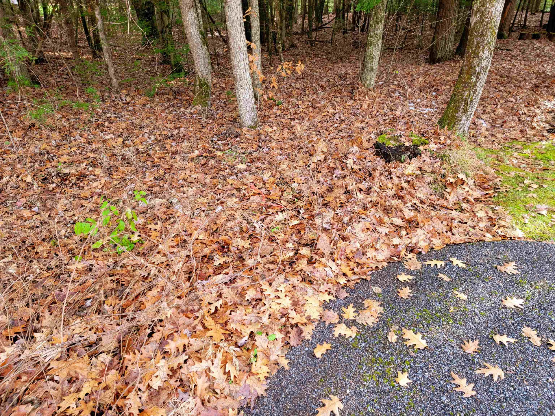 43 Tanglewood Drive Essex VT 05452