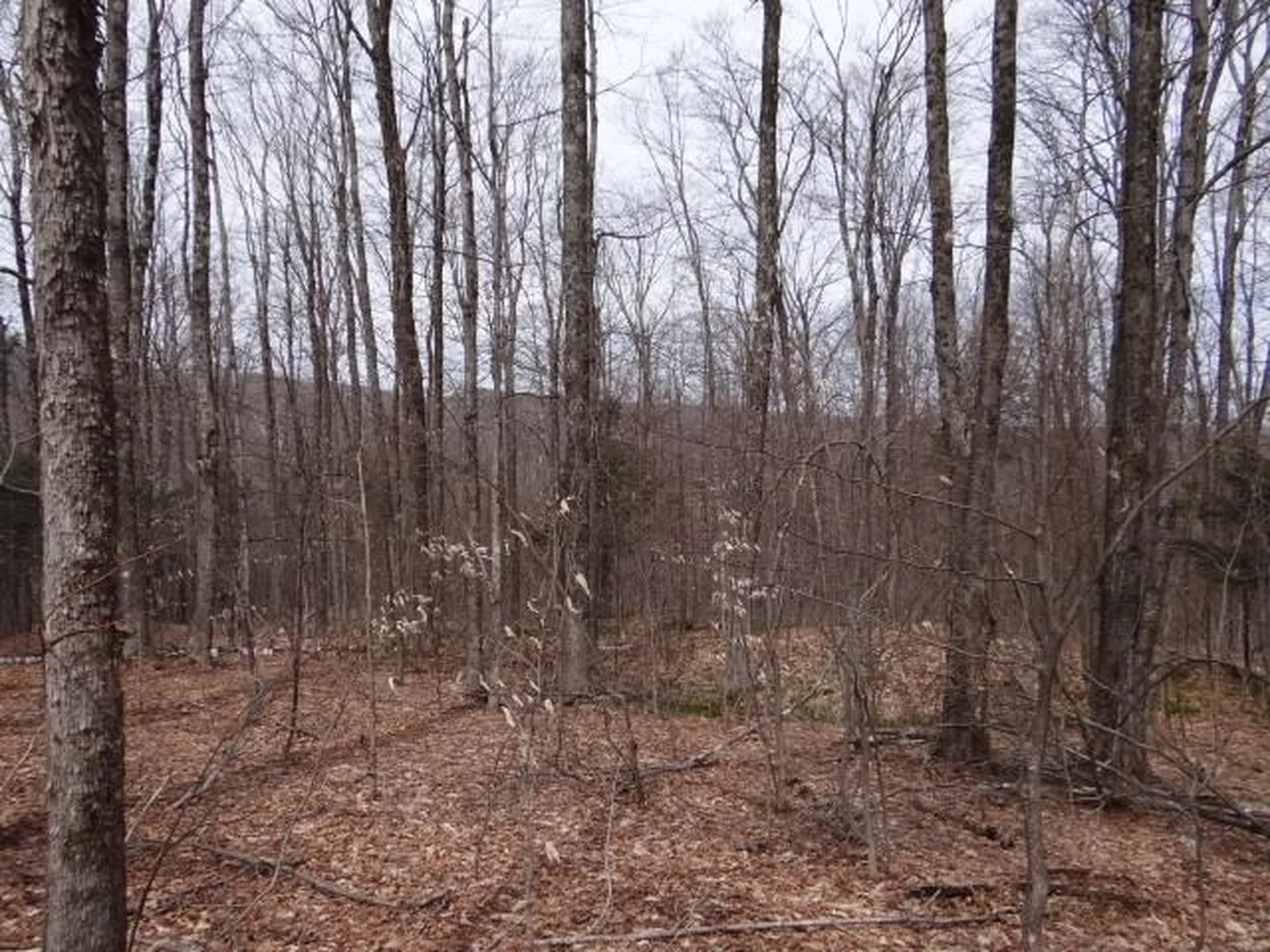 0 South Road Woodstock VT 05071