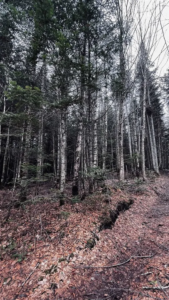 0 Shadow Lake Road Glover VT 05839
